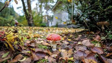 Un champignon dans une forêt où les feuilles sont tombées, avec une maison en arrière-plan.