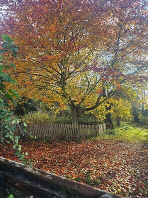 A park with trees, a wooden fence, and a path covered with fallen leaves. - A romantic retreat in a stunning setting (Nottinghamshire)