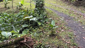 A lush garden with a tree, a small building, and a path. - Tranquil Mountain Lodge Retreat in Fortuna, Costa Rica (Zeta trece)
