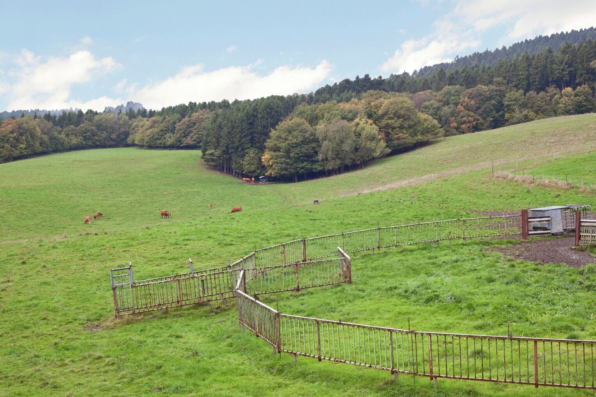 A fenced pasture with cattle, a metal gate, and a building in the distance.