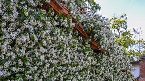En hvidblomstret vinstok klatrer op ad en træpergola, en potteplante og en bygning med en hvid mur og et vindue.