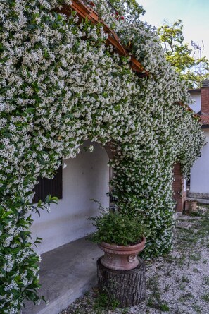 Eine weiß blühende Kletterpflanze an einer Holzpergola, ein Blumentopf und ein Gebäude mit weißer Wand und Fenster.