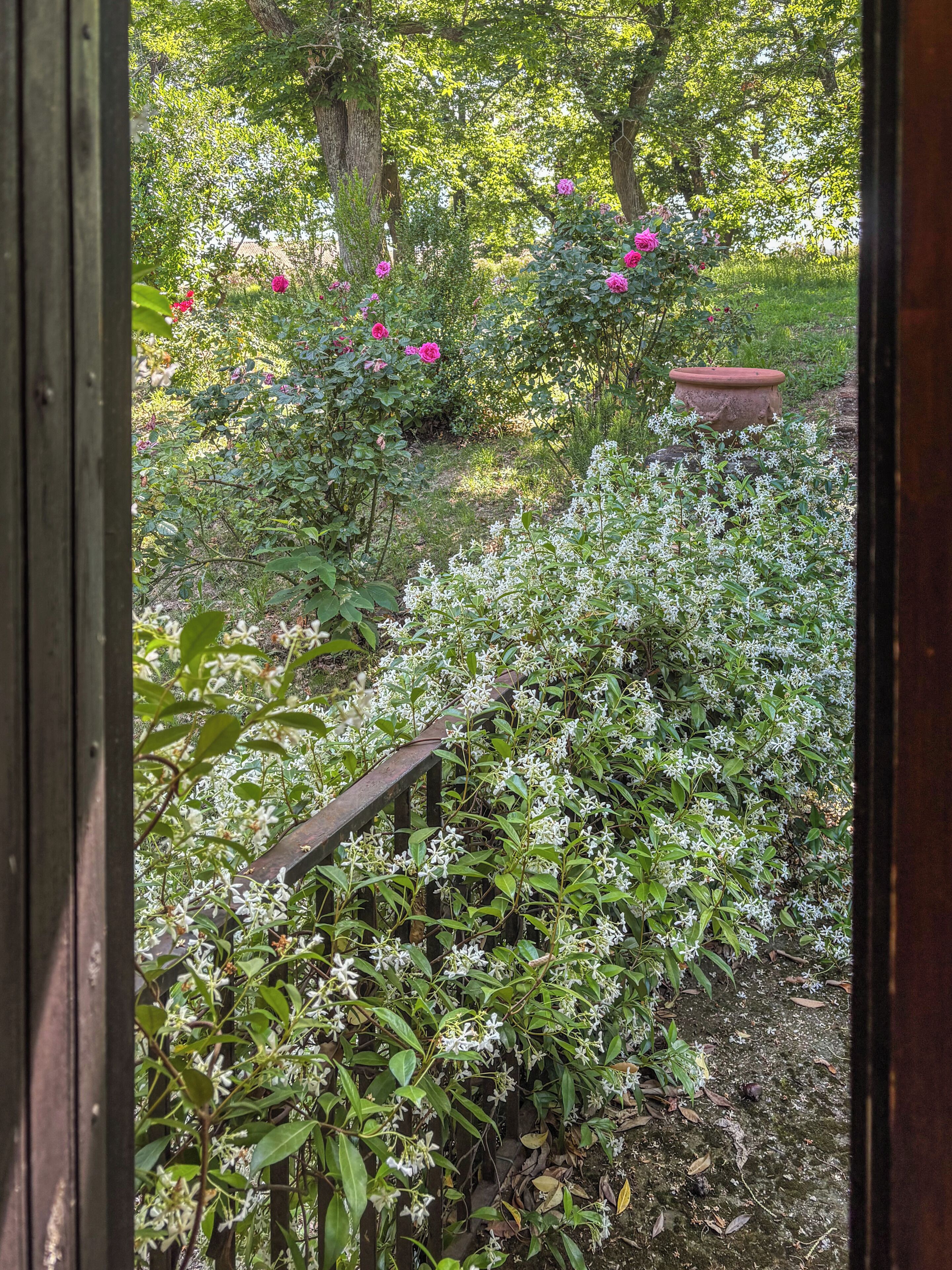 Een tuin met verschillende planten en een houten omheining.