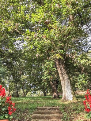 A large tree with a thick trunk and dense foliage in a park setting. - Il Casale dei Castagni (Caprarola)