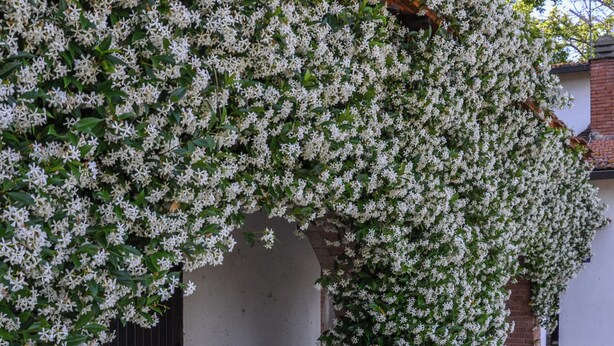 A white flowering vine arching over a wooden pergola, a potted plant, and a building with a white facade. - Il Casale dei Castagni (Caprarola)
