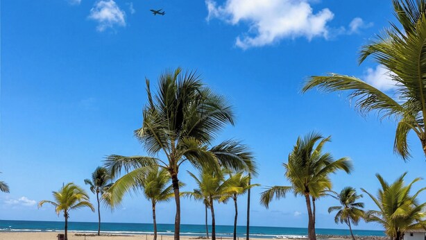 Una playa con palmeras, sillas de descanso y un cielo azul despejado.