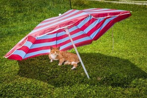 Eine Katze unter einem gestreiften Regenschirm auf der Wiese.