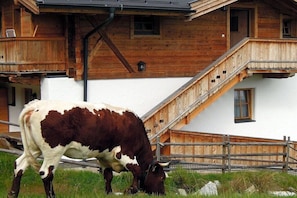 Ein Holzhaus mit Balkon und einer weidenden Kuh davor.