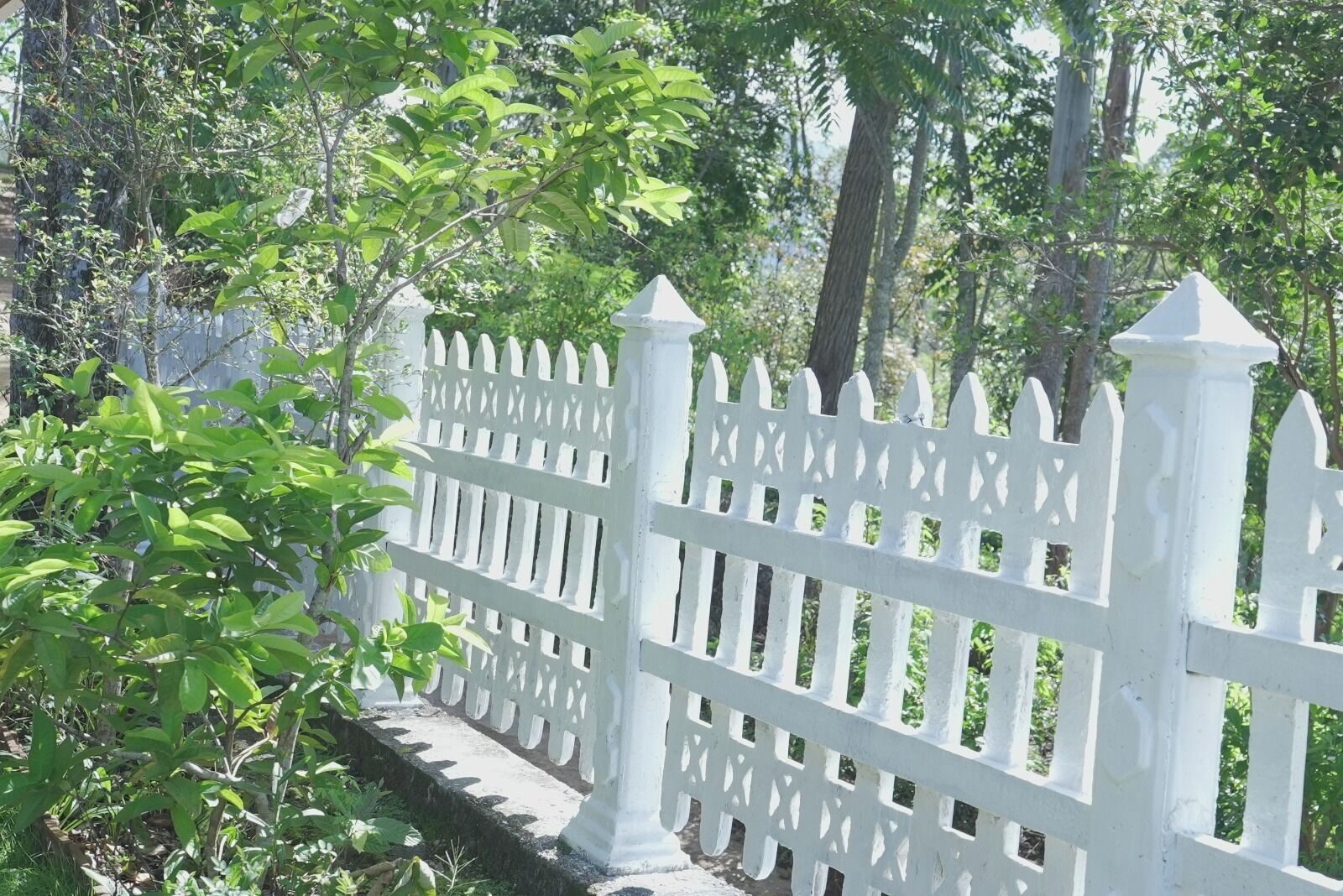 A white picket fence with a decorative top, surrounded by lush green foliage.