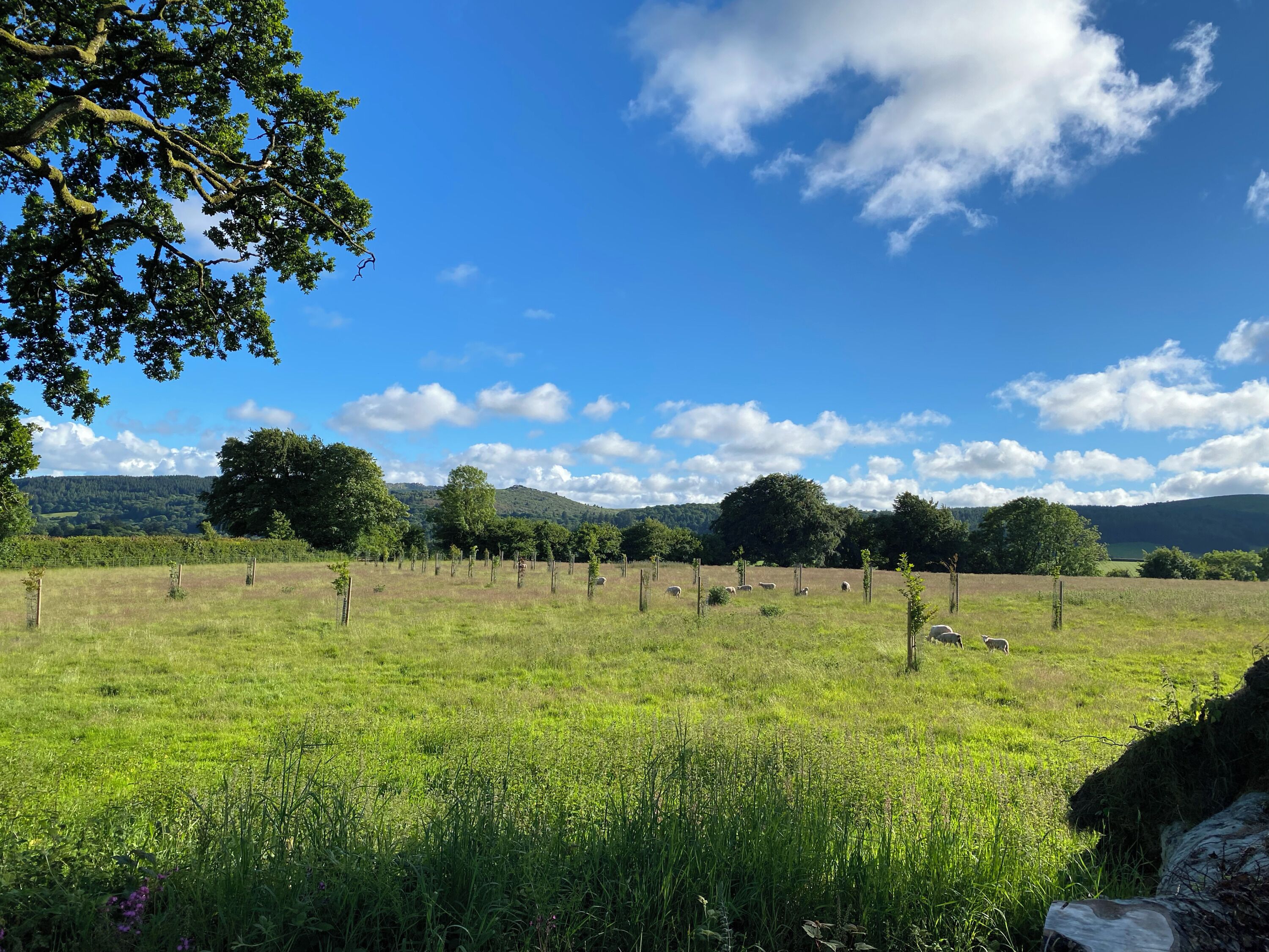 Um campo gramado com árvores e céu claro.