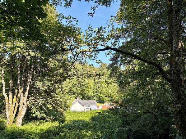 A house surrounded by dense trees and greenery.