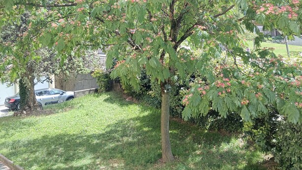 A tree with pink flowers, a grassy area, and a car in the background. - New, very comfortable 47 m² loft between Vercors and the foothills of the Chartreuse (Saint-Martin-le-Vinoux)