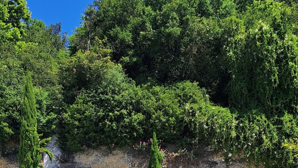 Ein Pool mit Liegestühlen und Sonnenschirmen, umgeben von üppiger Vegetation und einem Gebäude mit Fenster.