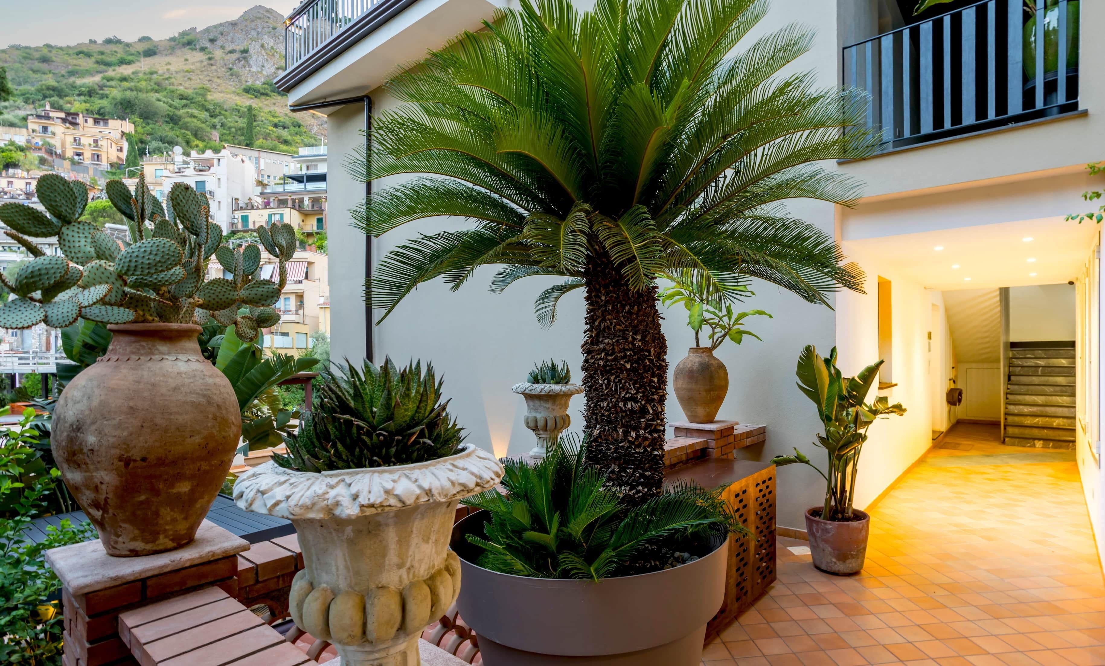 Une cour intérieure agrémentée de plantes en pot, d’un palmier et offrant une vue sur une colline parsemée de bâtiments.
