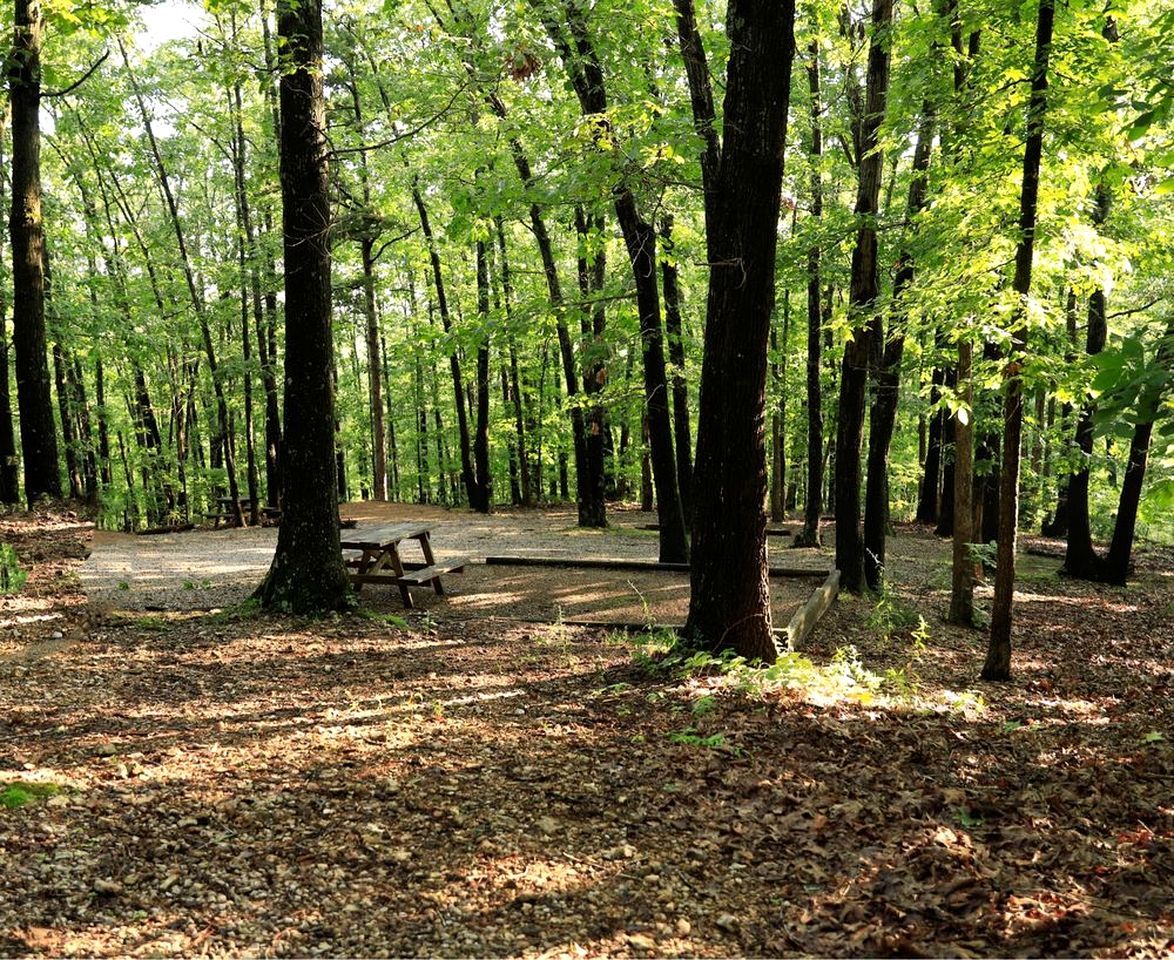 A forested campground with picnic tables and a covered area.