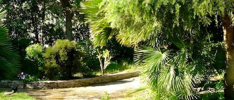A stone pathway in a lush garden with various trees and shrubs.