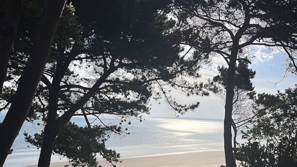 Una spiaggia con alberi e cielo sereno.