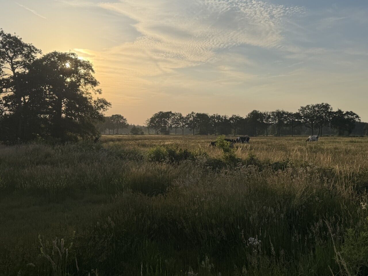A field with trees and a clear sky.