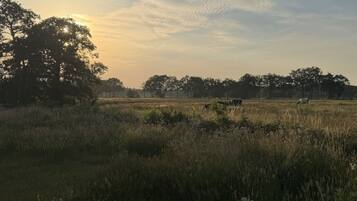 A field with trees and a clear sky.