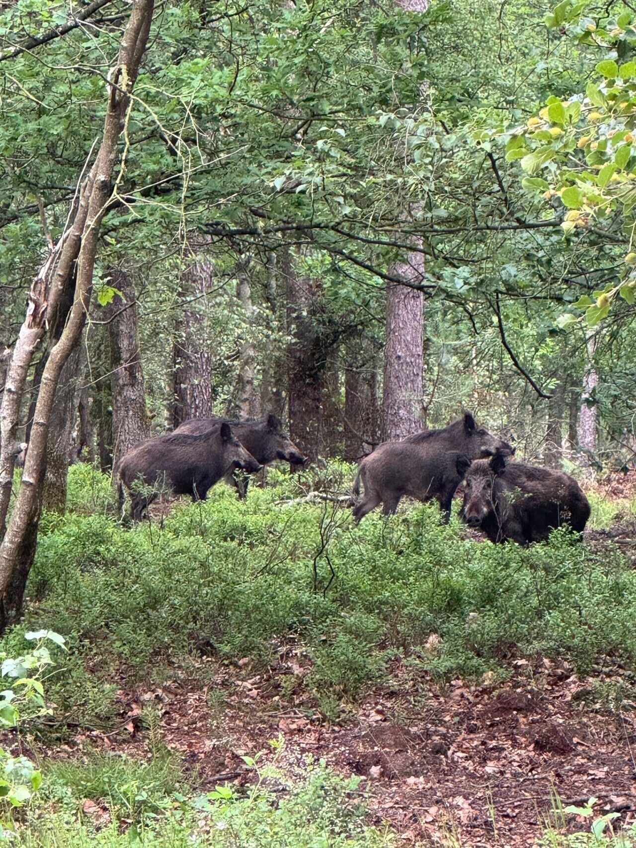 En skov med træer og buske.