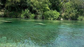 A clear river with visible rocks and a forested area in the background.