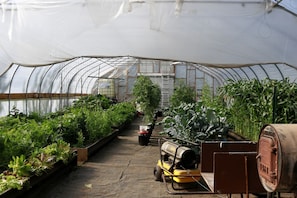 Een kas met rijen planten, een vorkheftruck en een ladder.