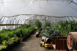 Un invernadero con hileras de plantas, una carretilla elevadora y una escalera.
