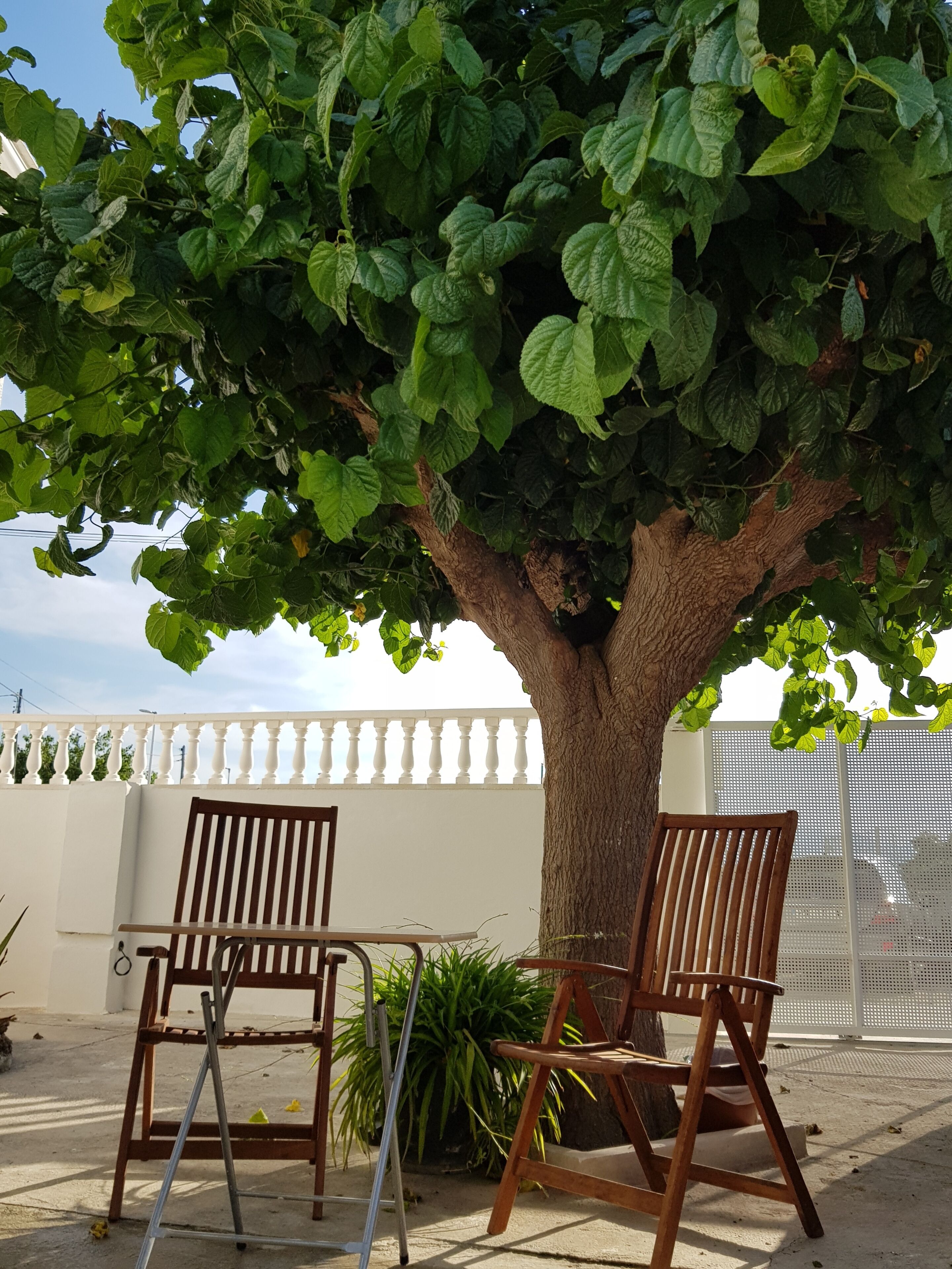 A tree with a bench under it, a white fence, and a metal gate in the background.