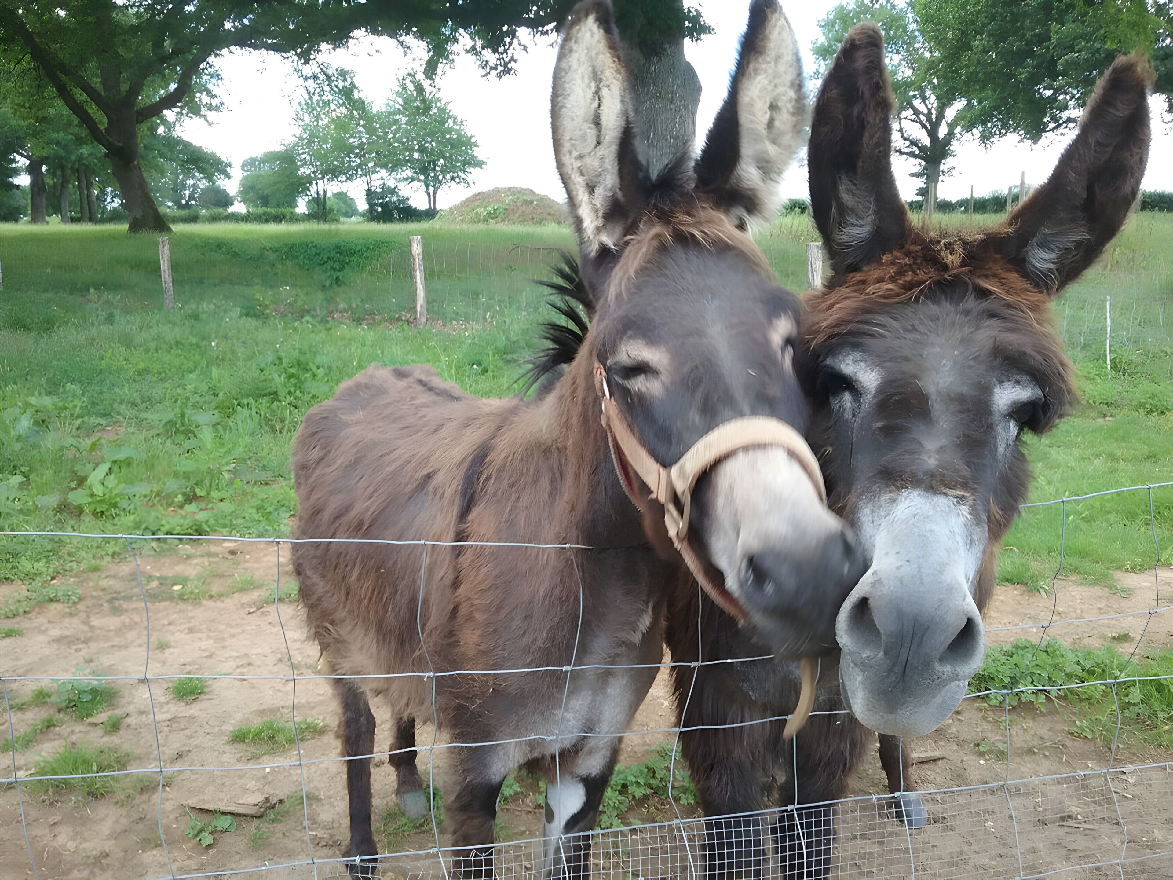Dos burros de pie detrás de una cerca de alambre en un área con pasto y árboles al fondo.