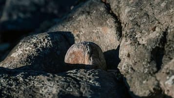 A rock formation with a shell partially embedded in it.