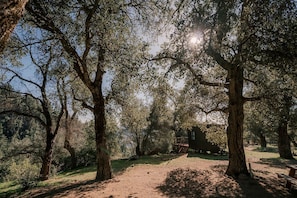 Un'area boscosa con un sentiero sterrato, alberi e una costruzione in lontananza.