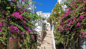 Una calle estrecha con escalones que llevan a un edificio, rodeada de edificios blancos y plantas florecientes de color rosa.