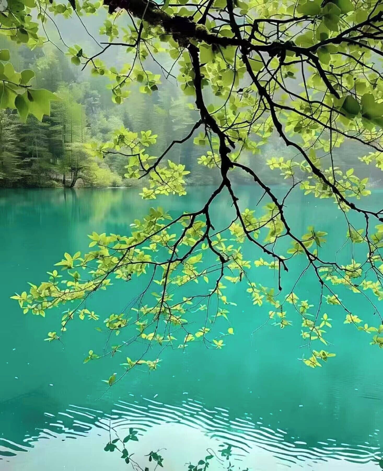 A serene lake with clear turquoise water, surrounded by lush greenery and trees.