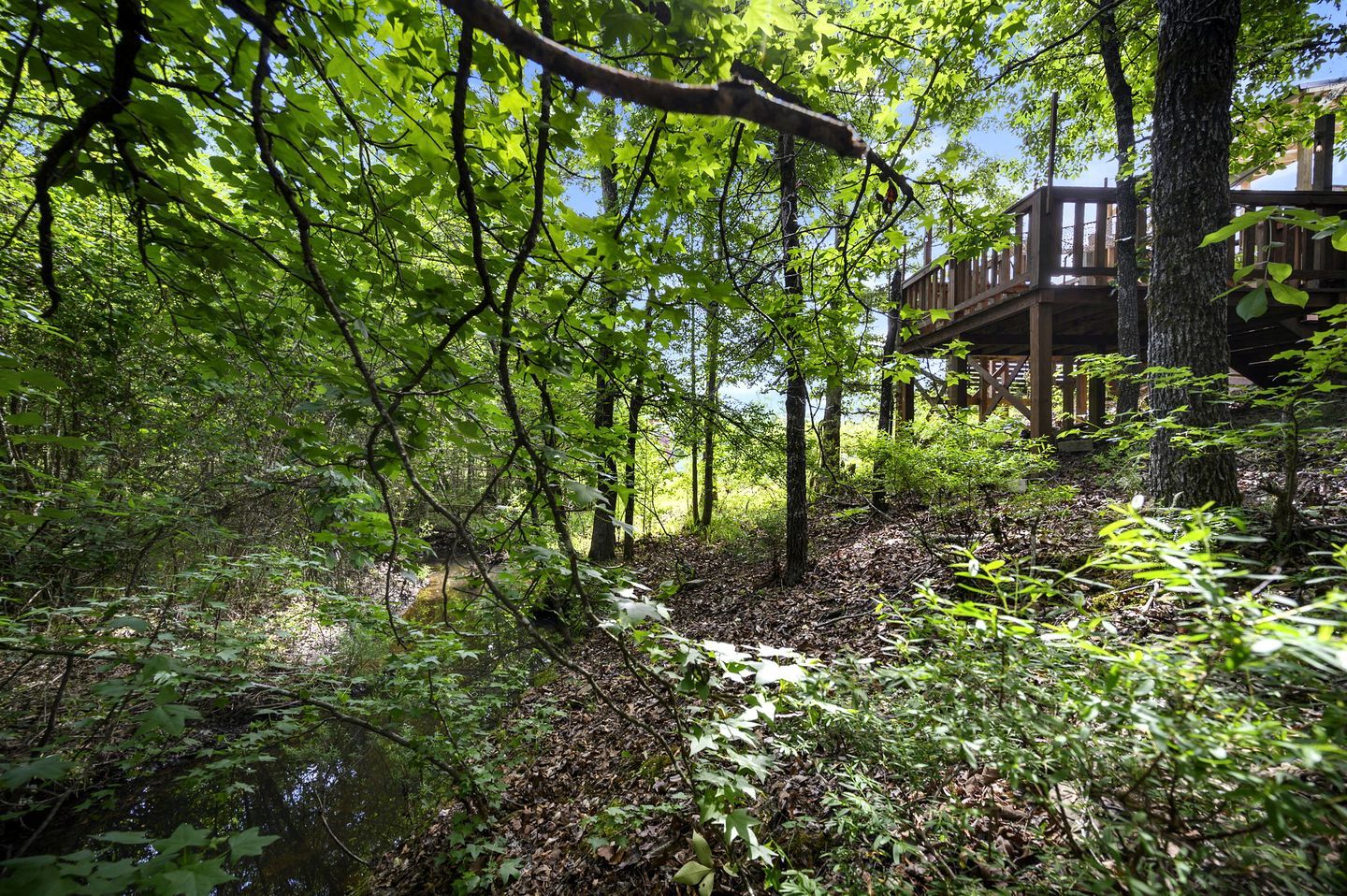 A forested area with a wooden deck structure.