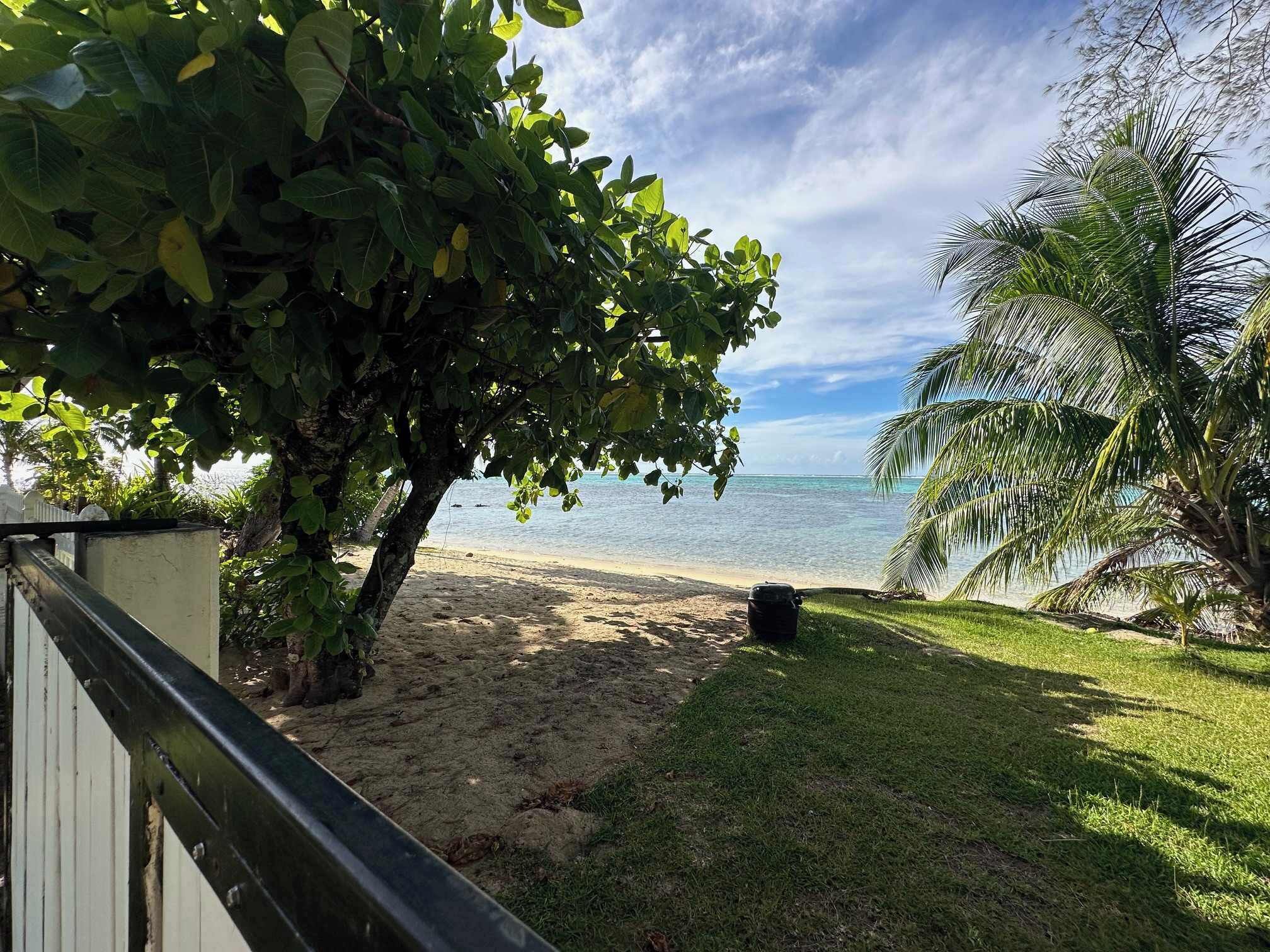 A beach with a sandy shore, a grassy area, and a palm tree.