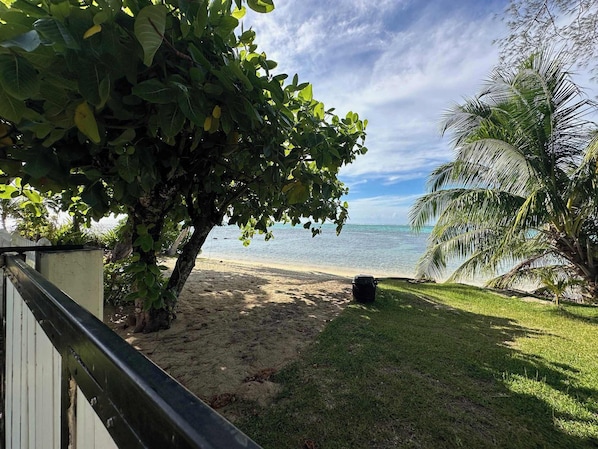 A beach with a sandy shore, a grassy area, and a palm tree.