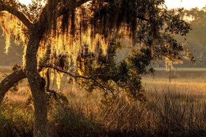 A tree with hanging moss in a natural setting.
