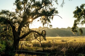 Un árbol con barba española y un campo al fondo.