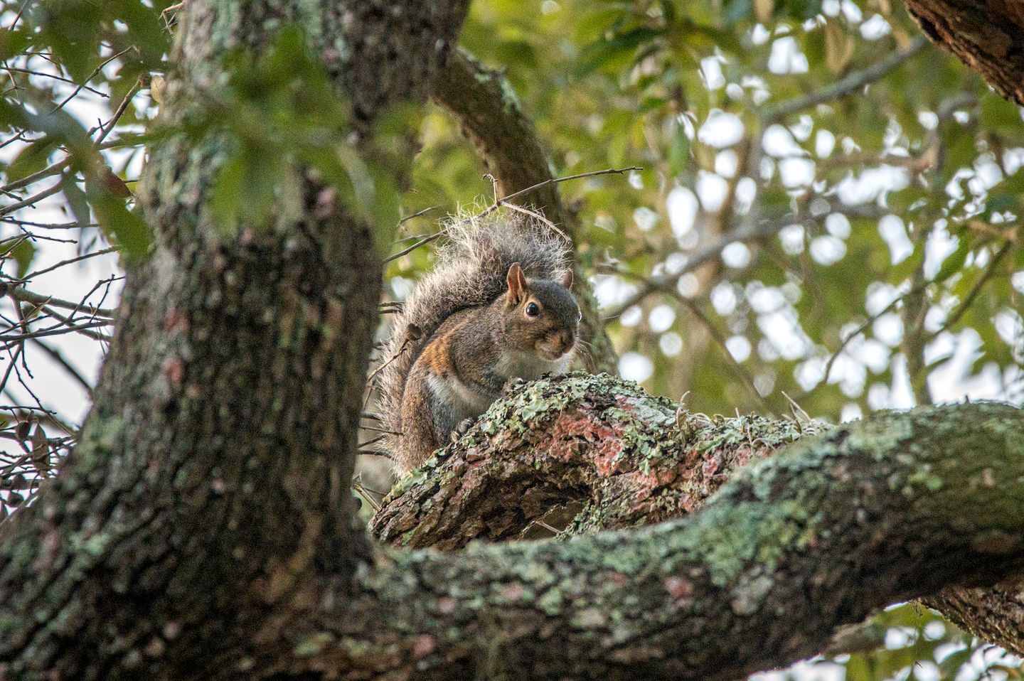 Un écureuil sur une branche d’arbre.