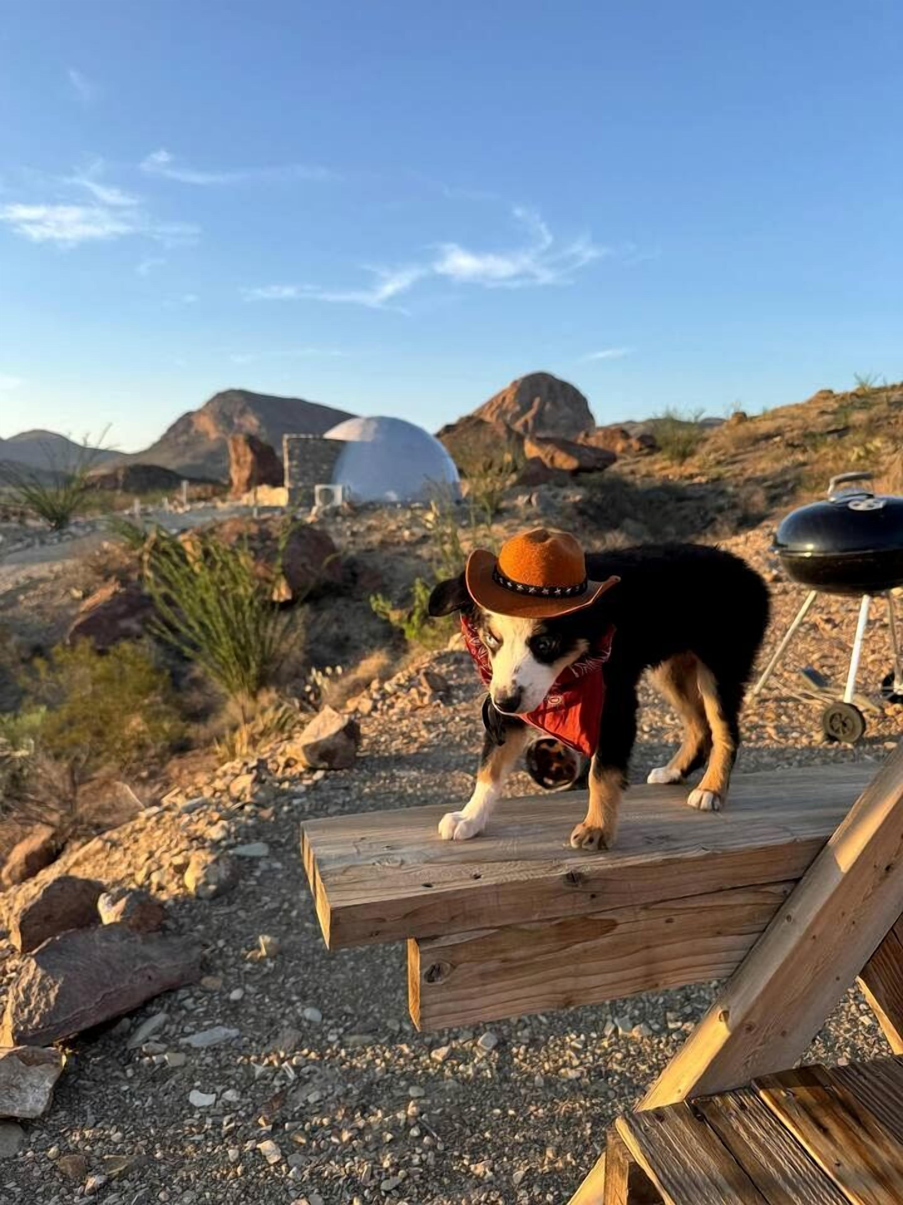 A dog wearing a hat and a red vest standing on a wooden platform with a barbecue grill in the background.
