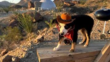 A dog wearing a hat and a red vest standing on a wooden platform with a barbecue grill in the background.