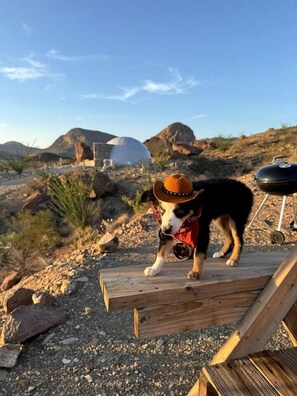 Ein Hund mit Hut und roter Weste steht auf einer Holzplattform, im Hintergrund ein Grill.