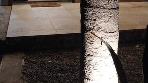 A palm tree in a well-lit indoor area with a wooden wall and a door leading to another room. - Pousada Vila Cactos Jeri (Jijoca de Jericoacoara)