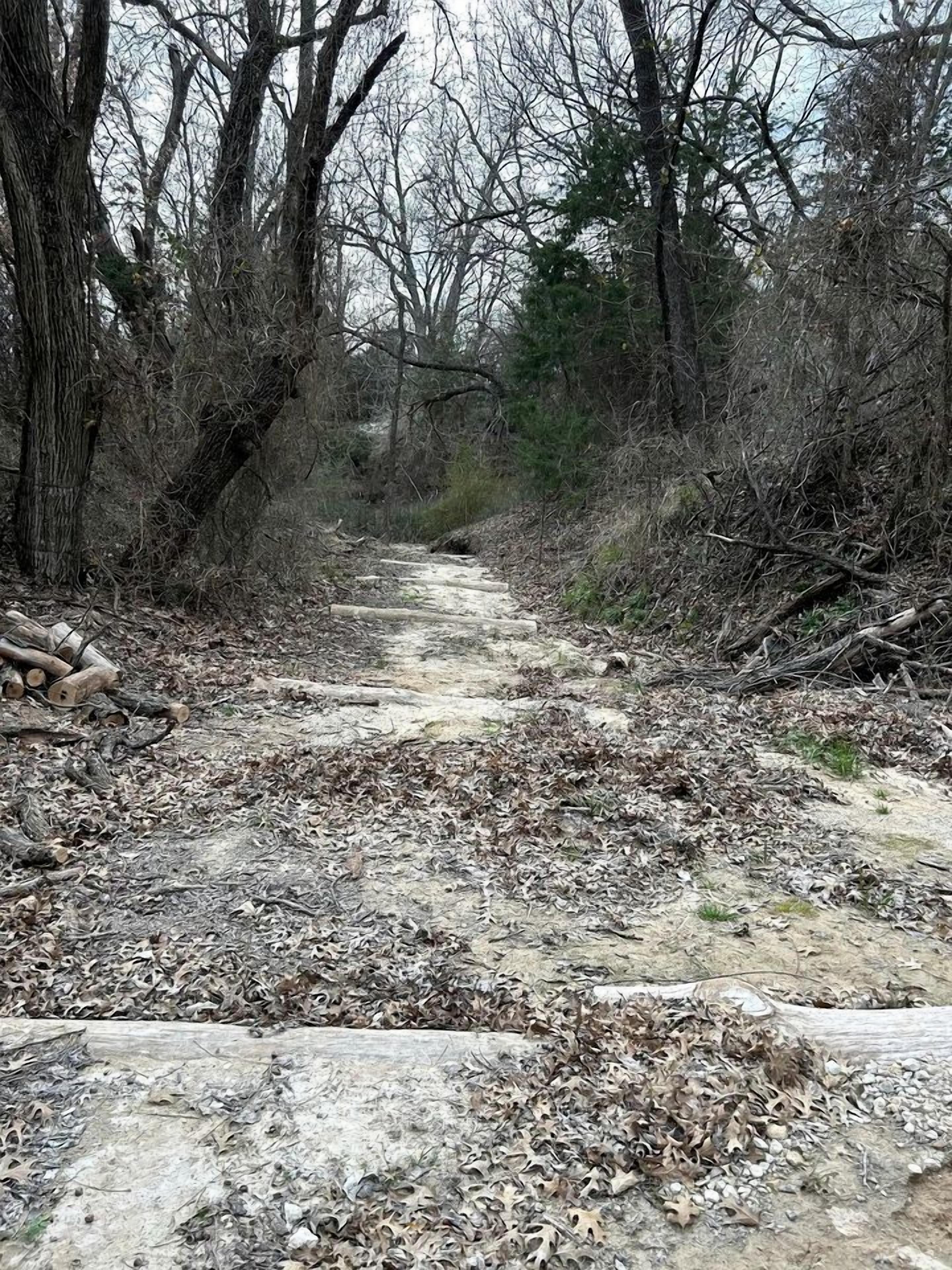 Un sendero de tierra rodeado de árboles y hojas secas.