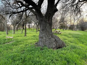 Un grand arbre se dresse dans un parc verdoyant, avec une table de pique-nique et des balançoires en arrière-plan.