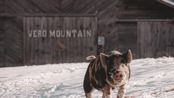 A pig standing in a snowy field with a wooden building labeled 'VERO MOUNTAIN' in the background.