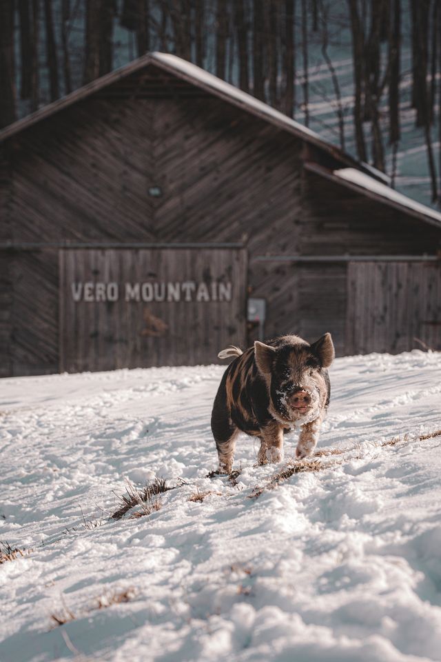 A pig standing in a snowy field with a wooden building labeled 'VERO MOUNTAIN' in the background.