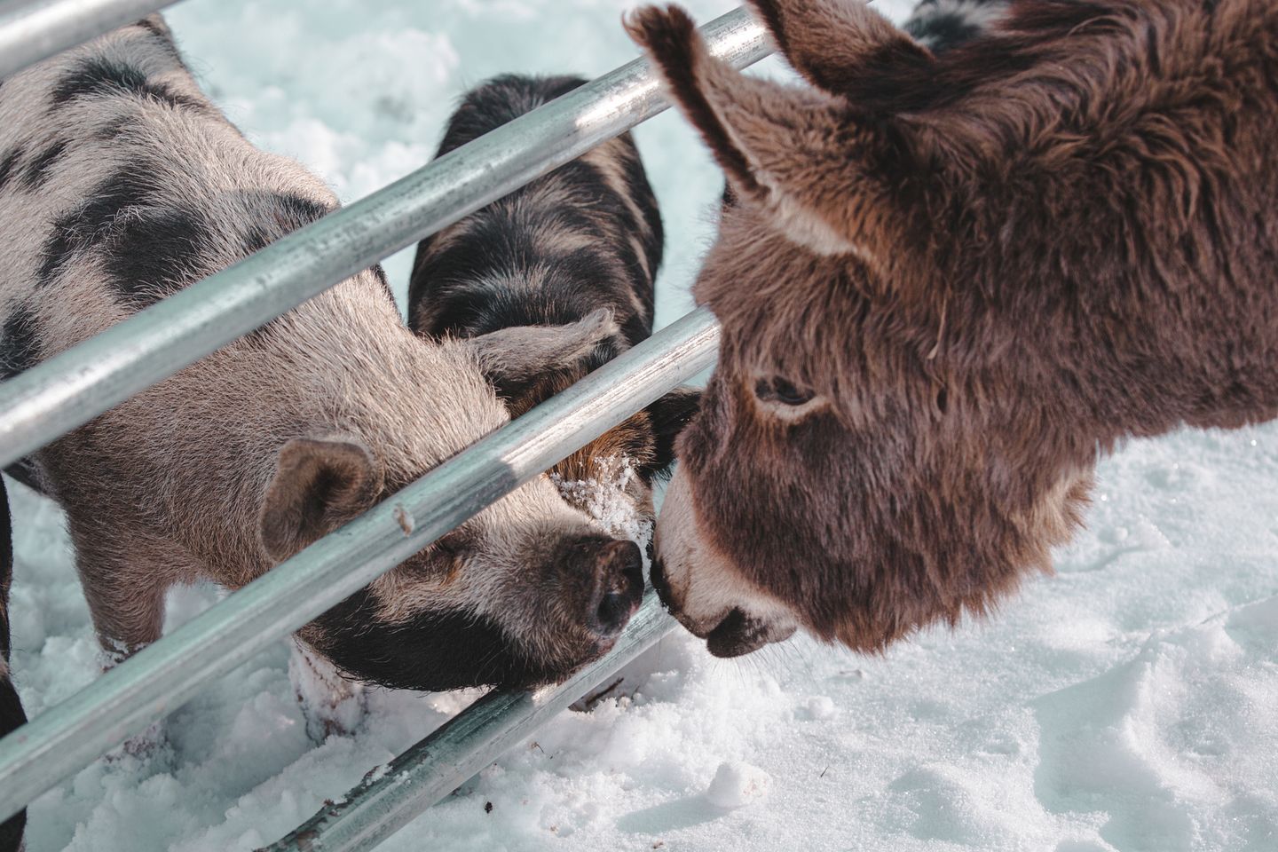 A close-up of a pig and a donkey behind a metal fence in a snowy environment.