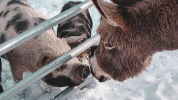 A close-up of a pig and a donkey behind a metal fence in a snowy environment.
