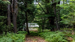 A forest path leading to a cabin with a thatched roof, surrounded by dense ferns and tall trees.